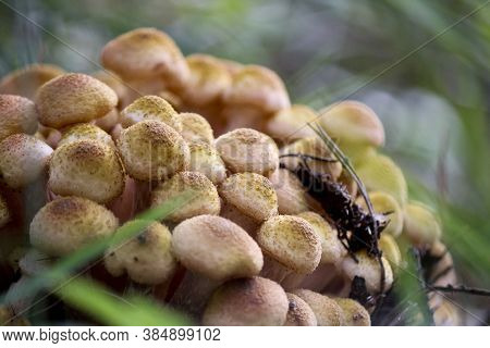 Honey Fungus (armillaria Mellea) Grow On The Ground In A Deciduous-coniferous Forest. A Group Of Edi