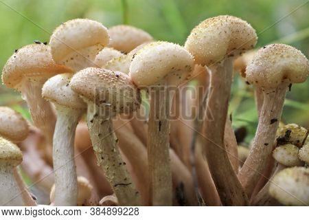 Honey Fungus (armillaria Mellea) Grow On The Ground In A Deciduous-coniferous Forest. A Group Of Edi