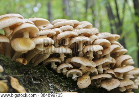 Honey Fungus (armillaria Mellea) Grows On Old Felled Birch Trees. A Group Of Edible Stump Mushroom.