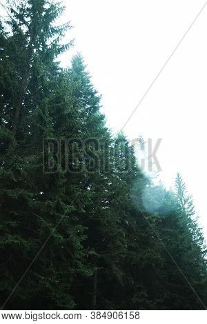Beautiful Pine Trees In The Forest After The Rain, Atmospheric Photo In Montenegro In The Park Drumi