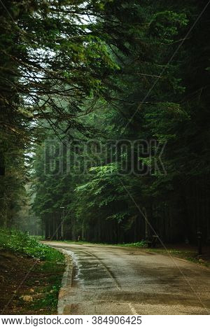 Empty Wet Road In The Forest Among Tall Pines, Nature After Rain, Durmitor In Montenegro, Travel Acr