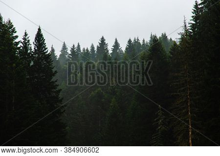 Forest In Fog After Rain, Atmospheric Photo