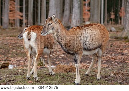 European Mouflons In The German Forest (bavaria)