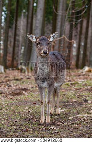 European Mouflon In The German Forest (bavaria)