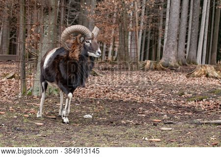 European Mouflon In The German Forest (bavaria)