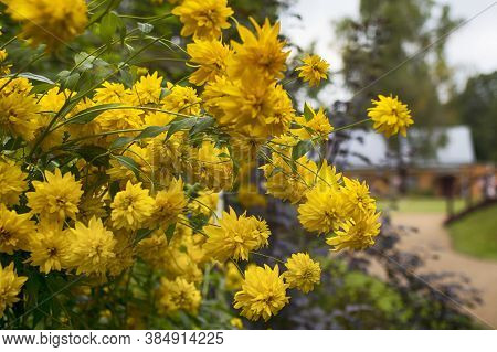 Rudbeckia Laciniata Cutleaf Coneflower Golden Ball Yellow Flowers. Flower Background