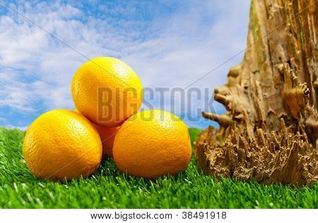 Arancio caduto dell'albero