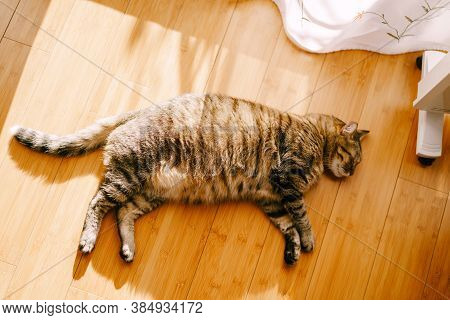 Fat Gray Fluffy Cat On The Wooden Floor.