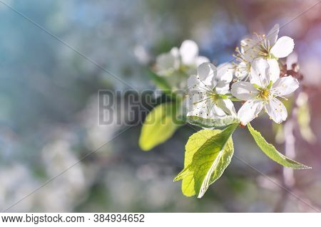 Fruit Tree Flowers. Sunny Day And Blue Sky. Beautiful Spring Flowers In The Garden. Shallow Depth Of
