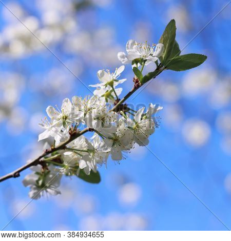 Flowering Branch Of Plum. Sunny Day And Blue Sky. Beautiful Spring Flowers In The Garden. Shallow De