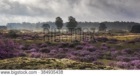 Beautiful Flowering Heather On The Hulshorsterheide On The Northern Edge Of The Veluwe Nature Park I