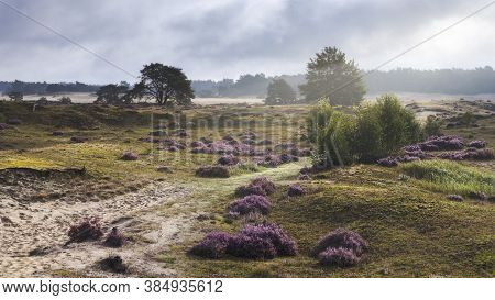 Sand Drift On The Hulshorsterheide On The Northern Edge Of The Veluwe Nature Park In The Municipalit