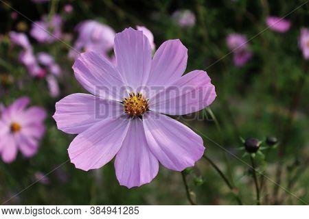 Pink Flower With A Yellow Center In The Garden. An Ornamental Plant - Kosmeya. Cosmos Bipinnatus. Hi