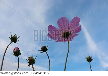 Pink Flowers Against The Sky. Kosmeya Is A Decorative Flower. Cosmos Bipinnatus. Beautiful Backgroun