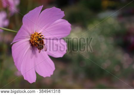 Bumblebee On A Pink Flower - Kosmeya. Cosmos Bipinnatus. A Pollinating Insect At Work. Background. H