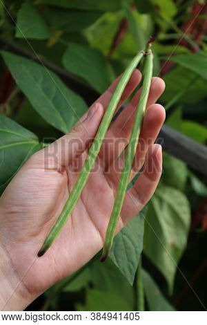 Beans In A Green Pod. Growing And Ripening Of Beans. The Girl Holds Pods In Her Hand. New Harvest. A