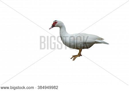 White Duck Isolated Standing On White Background And Clipping Path