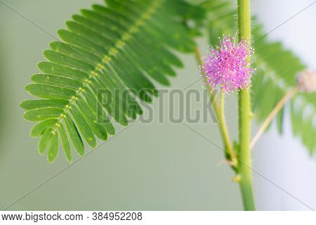 Mimosa Pudica In Blooom, Beautiful Pink And Tiny Flower Macro
