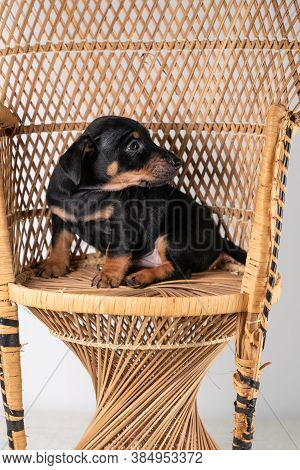 A Portrait Of A Cute Jack Russel Terrier Puppy Sitting On A Rattan Chair, Isolated On A White Backgr