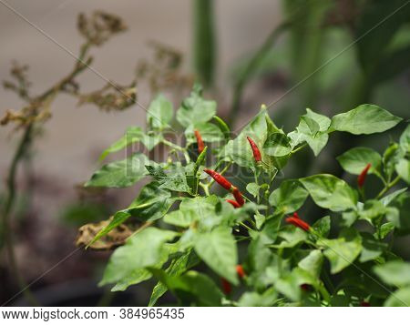 Red Thai Pepper, Chilli Padi, Capsicum Annuum, Blooming In Garden On Nature Background