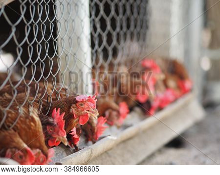Egg Hen Eating Food On A Bamboo Trough In Steel Net Cage