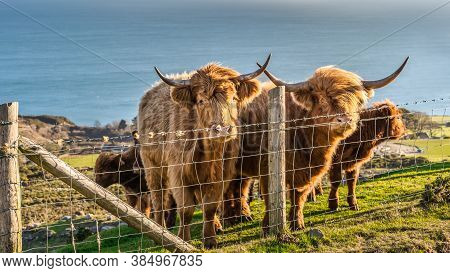 Beautiful, Long Furred Or Haired, Ginger Coloured Scottish Highland Cattle On The Hill Of Slieve Don
