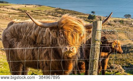 Beautiful, Long Furred Or Haired, Ginger Coloured Scottish Highland Cattle On The Hill Of Slieve Don