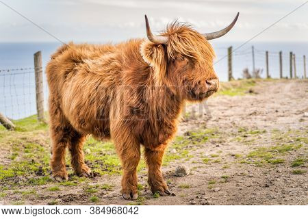 Beautiful, Long Furred Or Haired, Ginger Coloured Scottish Highland Cattle On The Hill Of Slieve Don