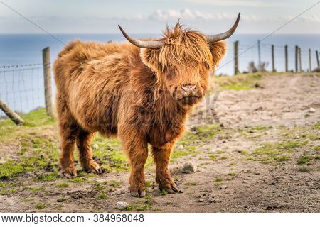 Beautiful, Long Furred Or Haired, Ginger Coloured Scottish Highland Cattle On The Hill Of Slieve Don