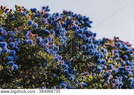 Pacific Blue Ceanothus Tree With Blue Flowers Outdoor In Sunny Backyard