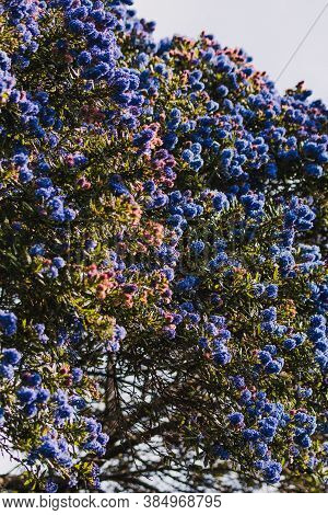 Pacific Blue Ceanothus Tree With Blue Flowers Outdoor In Sunny Backyard