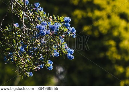 Pacific Blue Ceanothus Tree With Blue Flowers Outdoor In Sunny Backyard
