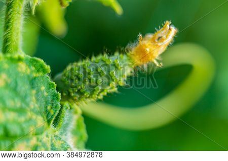 Green Vegetable Cucumber Close-up With An Unopened Yellow Flower.