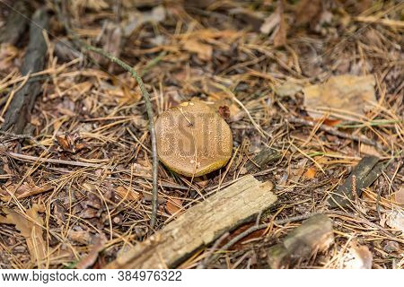 A Small Light Suillus Bovinus Jersey Cow Mushroom Bovine Bolete Close-up Grows In The Grass In Dry C