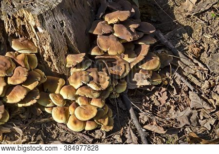 Delicious Edible Yellow Mushrooms Chanterelle Or Cantharellus Ciba-rius Grow Near By Stump , Sofia, 