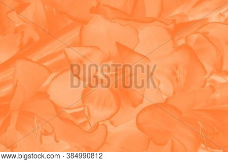 Trendy Color Amberglow Gradient Background. Gladiolus Flower Pattern