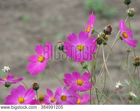 Studio Shot Of Lilac Colored Colhicum Flowers Isolated On White Background. Large Depth Of Field Mac