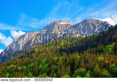 Snowy Mountains And Coniferous Forest . Evergreen Forest At The Downhill . Majestic Alps In The Spri