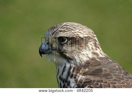Falcão-Sacre (falco Cherrug)