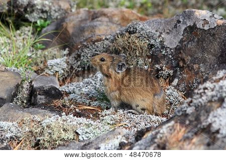 Pika เหนือ (ochotona Hyperborea)