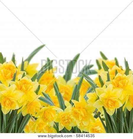 yellow narcissus on white