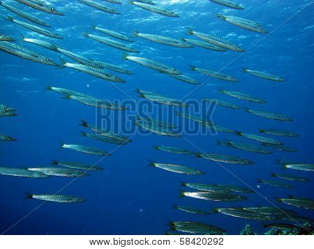 Yellowtail barracudas