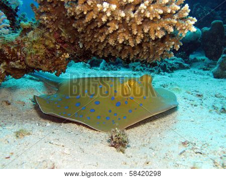 Blue spotted stingray