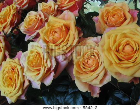 Rosas de San Valentín