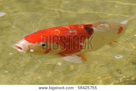Fish flock