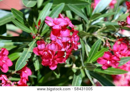 Pink bigonia flowers blooming in garden.