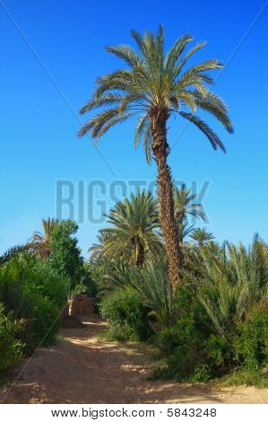 Palm Grove Fas