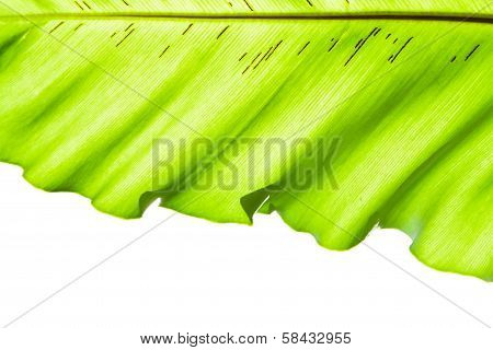 Leaf Background