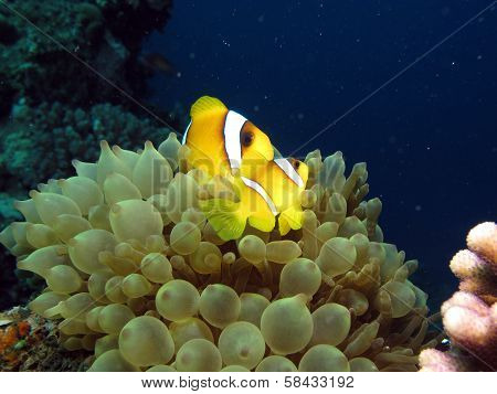 Anemonefish couple in anemone