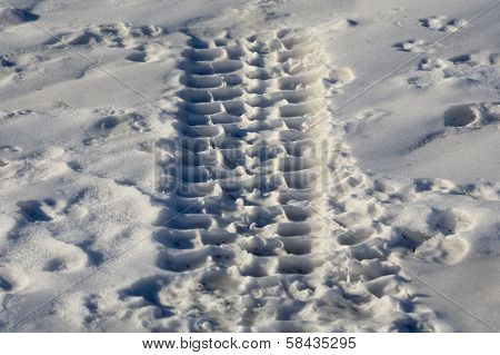 Tire tread in the fresh snow.
